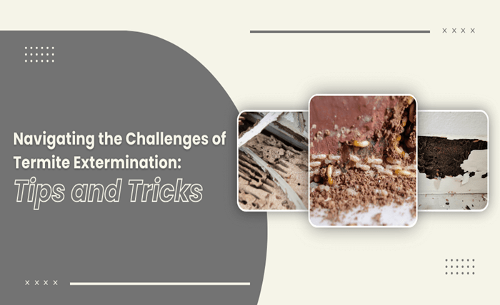 Navigating the Challenges of Termite Extermination Tips and Tricks