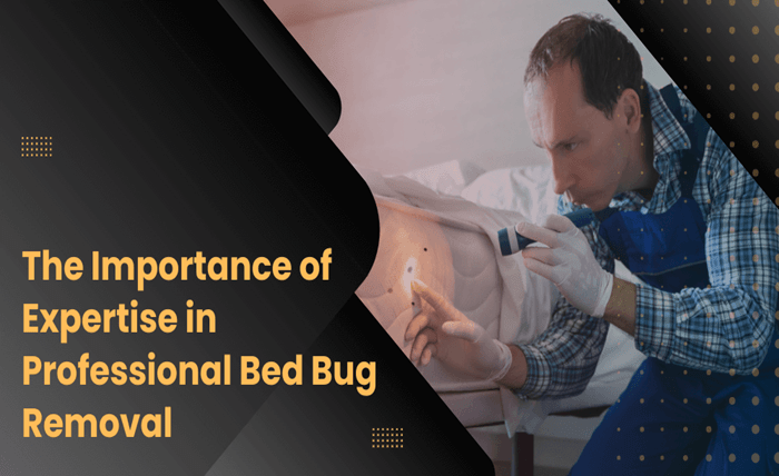 The Importance of Expertise in Professional Bed Bug Removal