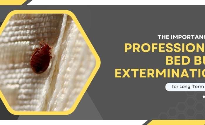 The Importance of Professional Bed Bug Extermination for Long Term Results