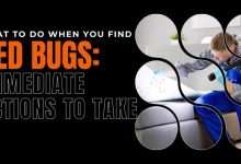 What to Do When You Find Bed Bugs Immediate Actions to Take