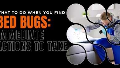 What to Do When You Find Bed Bugs Immediate Actions to Take