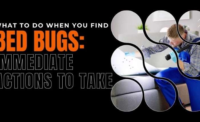 What to Do When You Find Bed Bugs Immediate Actions to Take