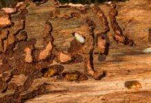 Gateways for Pests