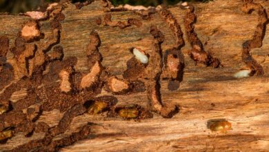 Gateways for Pests