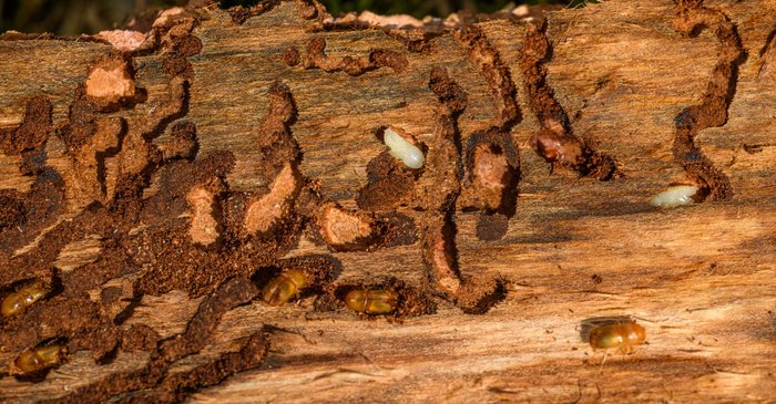 Gateways for Pests